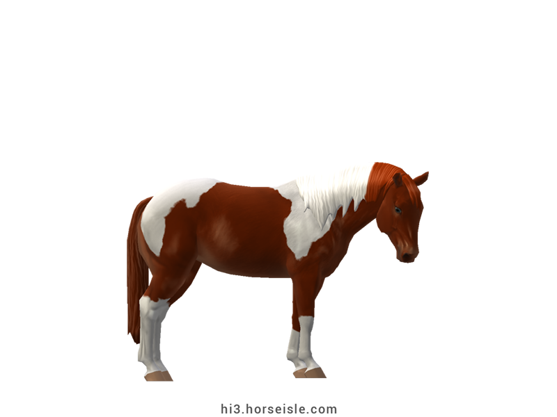 American Paint Horse Liver Chestnut Tobiano Coat